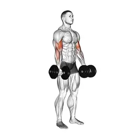 Biceps Curl exercise demo